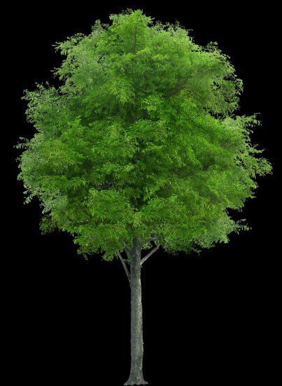 drzewa - TH_035AP.PNG