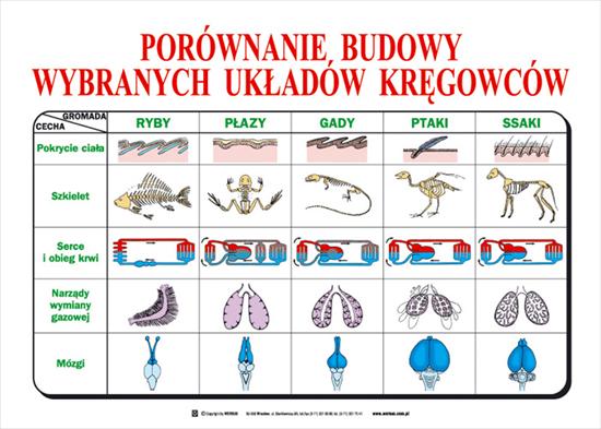 plansze edukacyjne biologia - ,m3.jpg