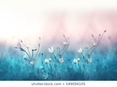 ob. RÓŻNE - small-white-flowers-on-toned-260nw-549094105.jpg