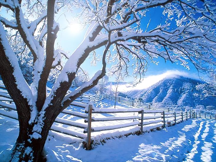 tapety - drzewo_snieg.jpg